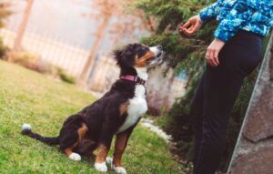 mascota